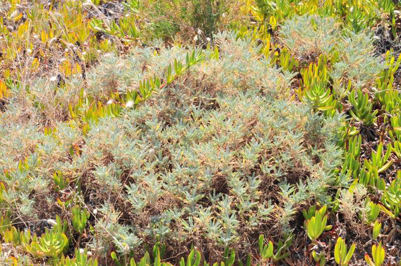 Astragalus terraccianoi / Astragalo di Terracciano